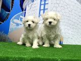 Maltese Terri̇er Yavrusu