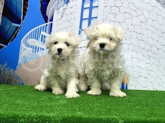 Maltese Terri̇er Yavrusu görsel