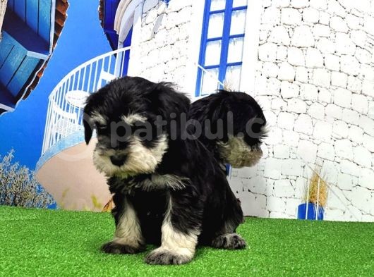 Minyatür Schnauzer Yavrular görsel