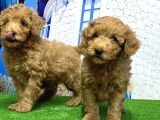 Toy Poodle Yavrusu