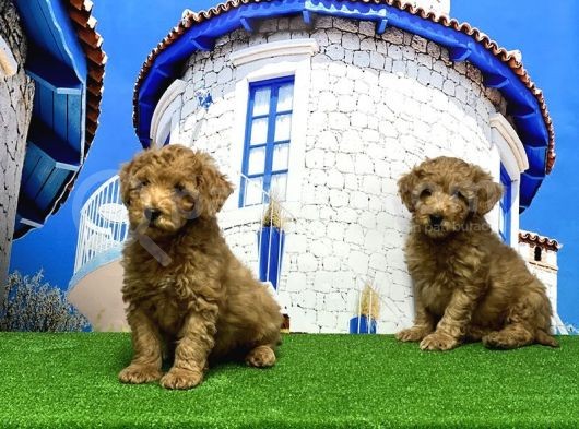Toy Poodle Yavrusu görsel