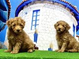 Toy Poodle Yavrusu