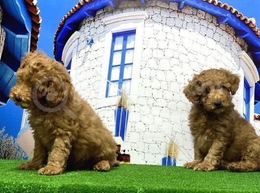 Toy Poodle Yavrusu görsel