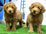 Toy Poodle Yavrusu