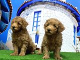 Toy Poodle Yavrusu