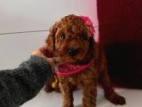Orjinal Toy Poodle