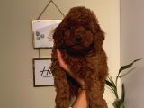 Ev Ortamında Büyüyen Toypoodle Yavrularımız