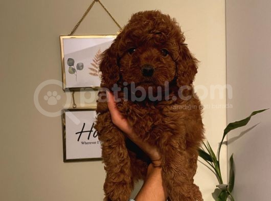 Ev Ortamında Büyüyen Toypoodle Yavrularımız görsel