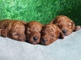 Toy Poodle