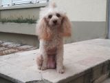 Toy Poodle