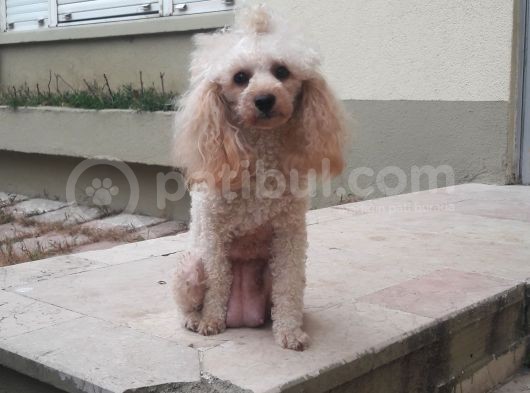 Toy Poodle görsel