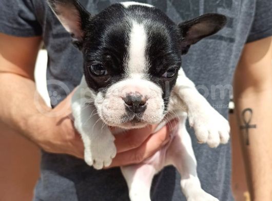 Sevimli French Bulldog Yavrular