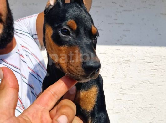 Safkan Doberman Yavrular görsel