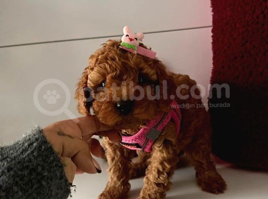 Orjinal Toy Poodle görsel