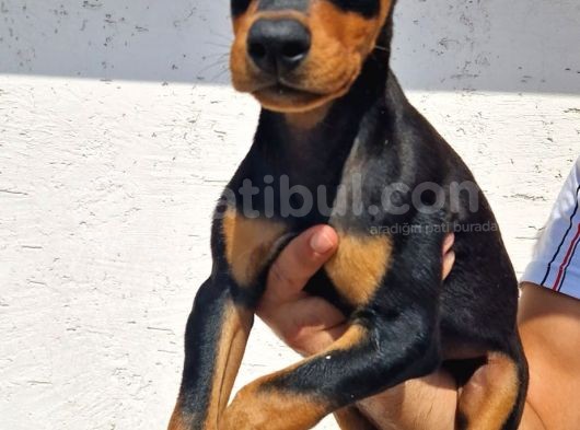 Safkan Doberman Yavrular görsel