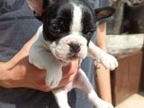 Sevimli French Bulldog Yavrular
