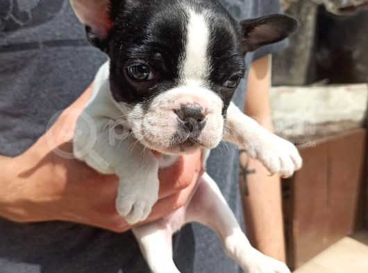 Sevimli French Bulldog Yavrular görsel