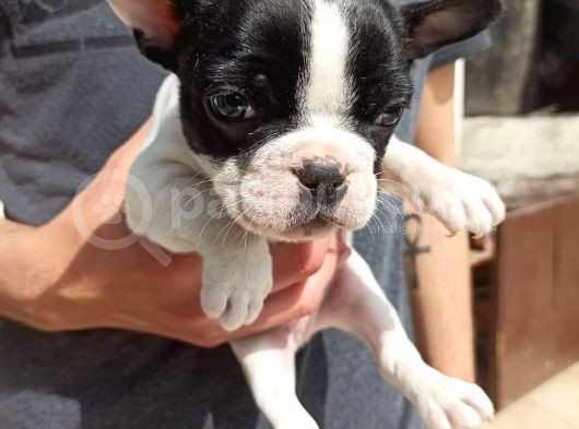 Sevimli French Bulldog Yavrular görsel
