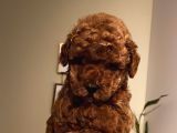 Ev Ortamında Büyüyen Toypoodle Yavrularımız