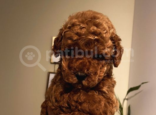 Ev Ortamında Büyüyen Toypoodle Yavrularımız görsel