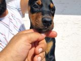 Safkan Doberman Yavrular