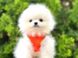 Safkan Teddy Bear Pomeranian Boo Yavrularımız