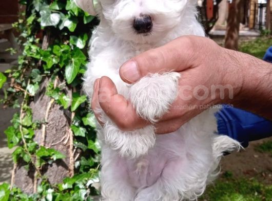 Tatlış Maltese Bebekler görsel