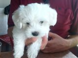 Tatlış Maltese Bebekler
