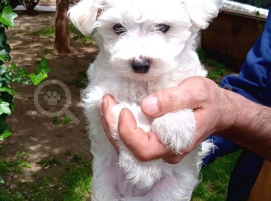 Tatlış Maltese Bebekler görsel