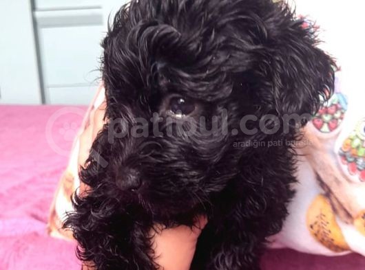 Black Poodle Bebekler görsel