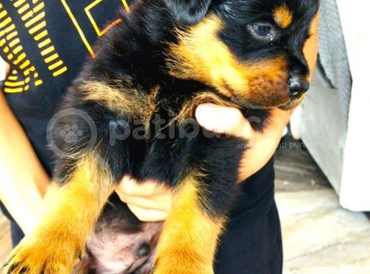 Saf Kan Rottweiler Bebekler görsel