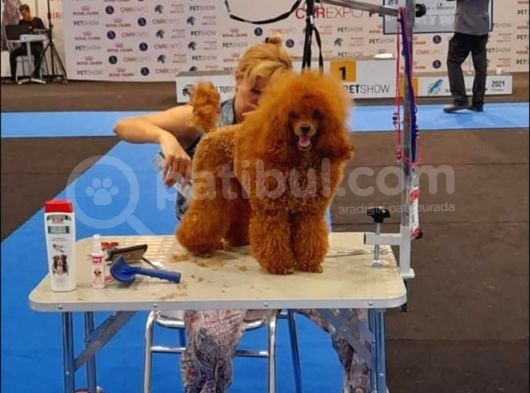 Toy Poodle görsel