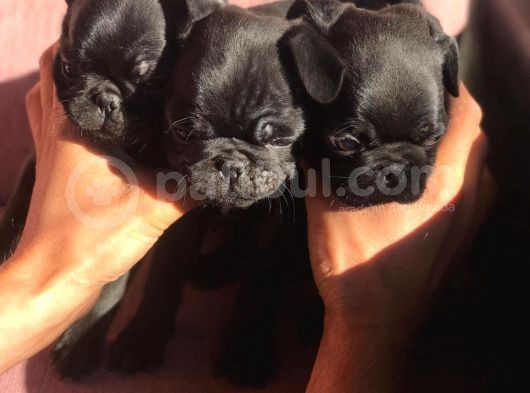 Safkan Pug Mops Bebekler