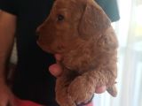 Toy Poodle