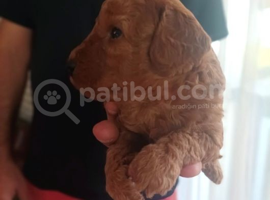 Toy Poodle görsel