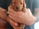 Toy Poodle