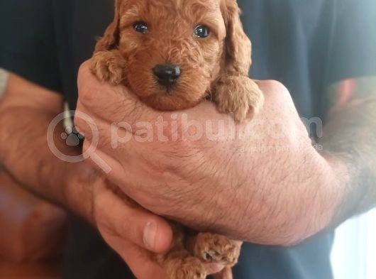 Toy Poodle görsel