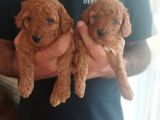 Toy Poodle
