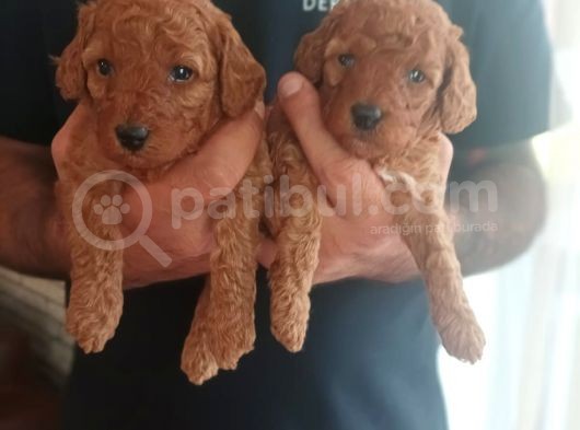 Toy Poodle görsel