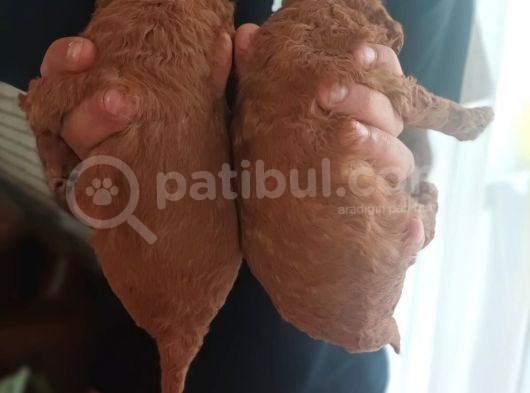 Toy Poodle görsel