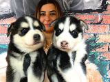 Husky Si̇bi̇rya Kurdu Bebekleri̇mi̇z