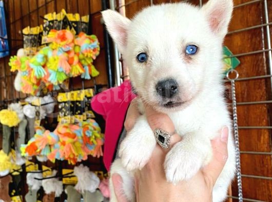 Husky Si̇bi̇rya Kurdu Bebekleri̇mi̇z görsel