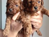 A Scr Li̇ Toy Poodle Üst Kali̇te Bebekler