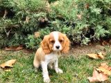 Mükemmel Kalitede Cavalier King Charles Bebeklerimiz