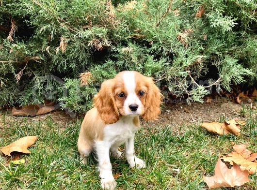 Mükemmel Kalitede Cavalier King Charles Bebeklerimiz görsel