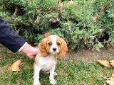 Mükemmel Kalitede Cavalier King Charles Bebeklerimiz