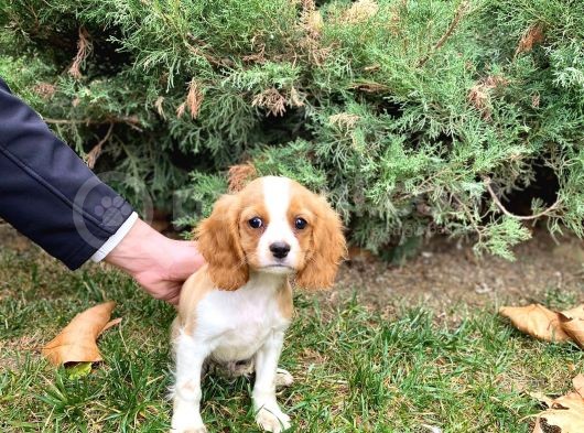 Mükemmel Kalitede Cavalier King Charles Bebeklerimiz görsel