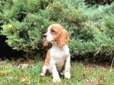 Mükemmel Kalitede Cavalier King Charles Bebeklerimiz