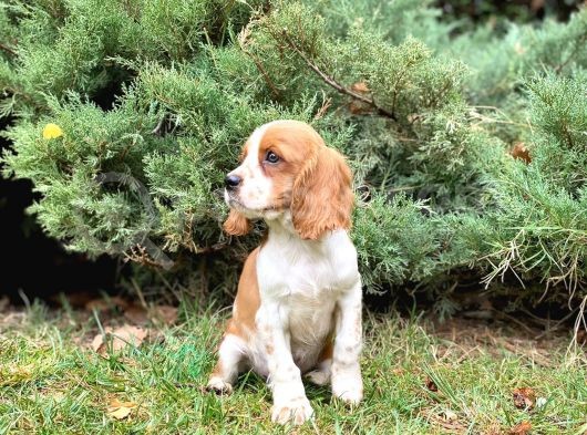 Mükemmel Kalitede Cavalier King Charles Bebeklerimiz görsel
