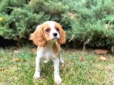 Mükemmel Kalitede Cavalier King Charles Bebeklerimiz